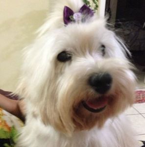 Meet your Posher, Dulce